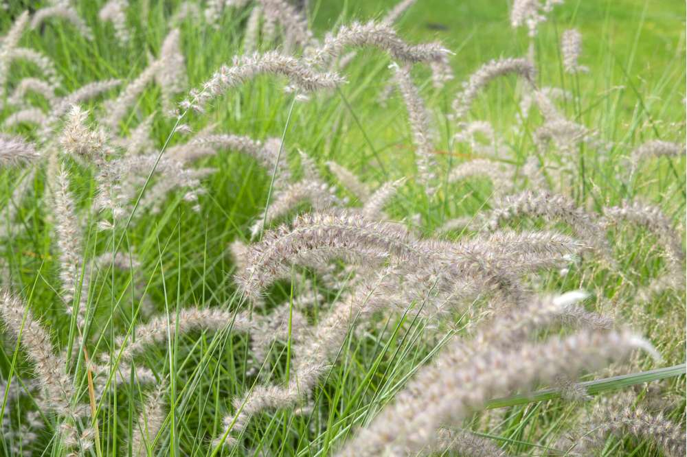 Lampepudsergræs 'Hameln'